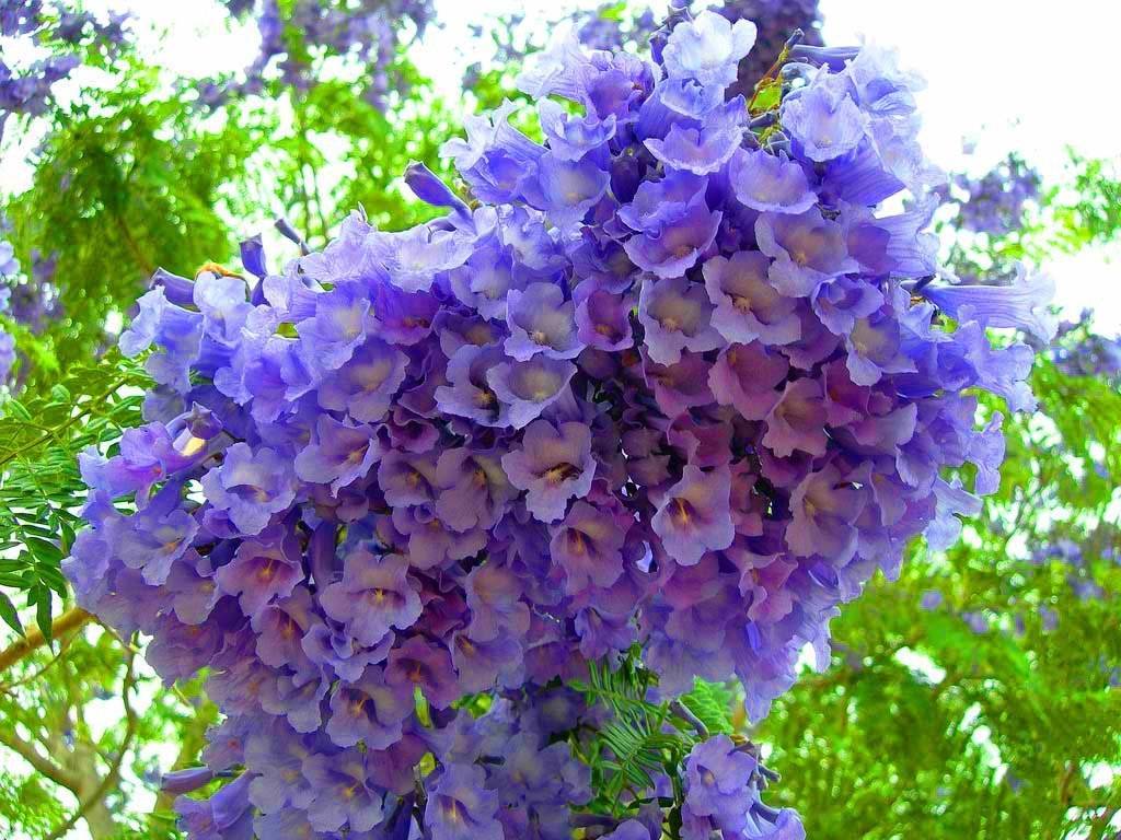 Жакаранда - фиалковое дерево: фото и описание, в домашних условиях, выращивание из семян, как цветет, где растет