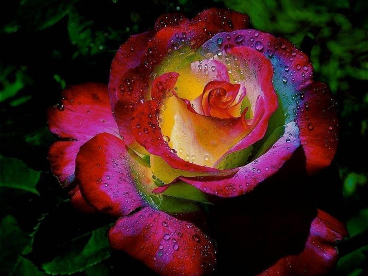 Красивые розы. Разноцветные розы.