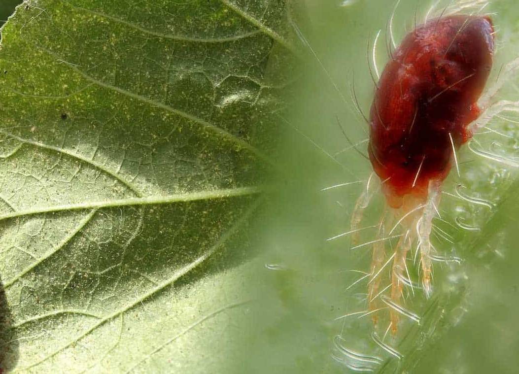 Как бороться с паутинным клещом на различных растениях. паутинный клещ на комнатных растениях: как бороться в домашних условиях?