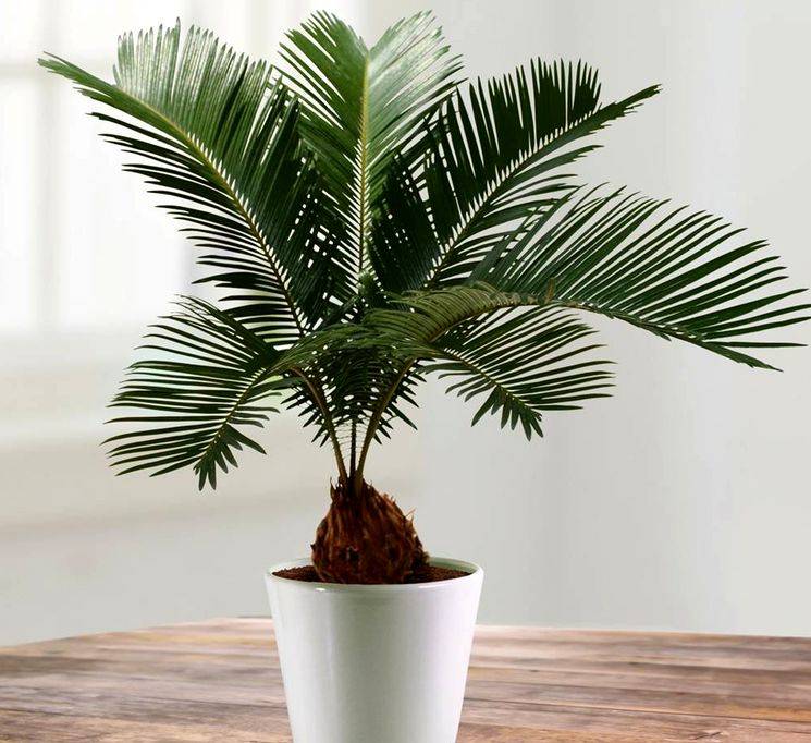 Как правильно пересадить пальму в другой горшок в домашних условиях?