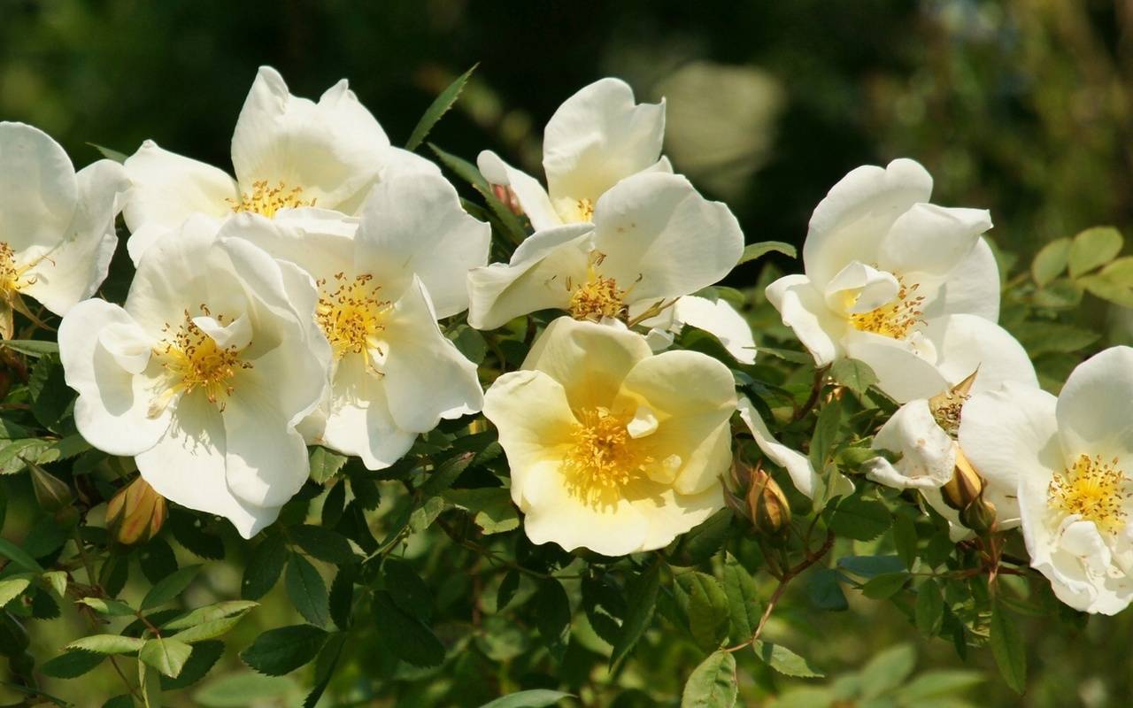 ✅ как называются цветы, похожие на розы: названия и описания - сад62.рф
