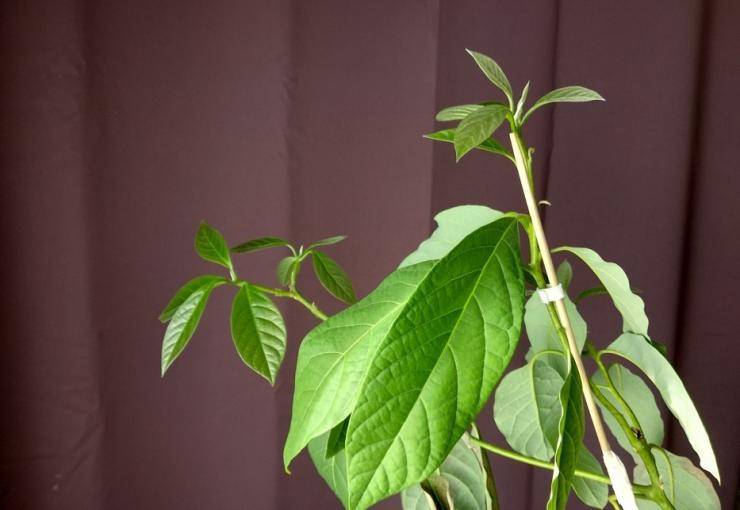 Как вырастить авокадо из косточки в домашних условиях: как правильно посадить семечко в квартире, на даче, будет ли дерево и через сколько?