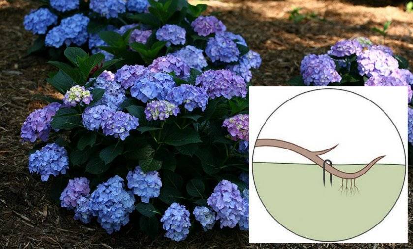 Гортензия древовидная в вашем саду — посадка и уход, обрезка и размножение