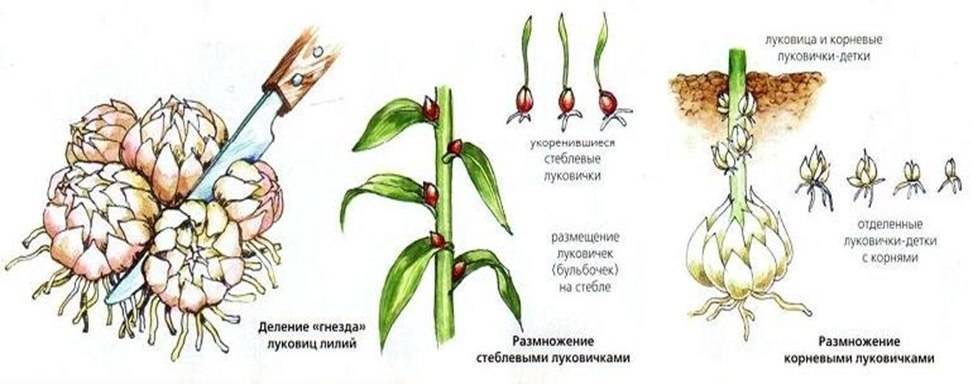 Лилия в горшке: правильный уход, выращивание, пересадка - sadovnikam.ru