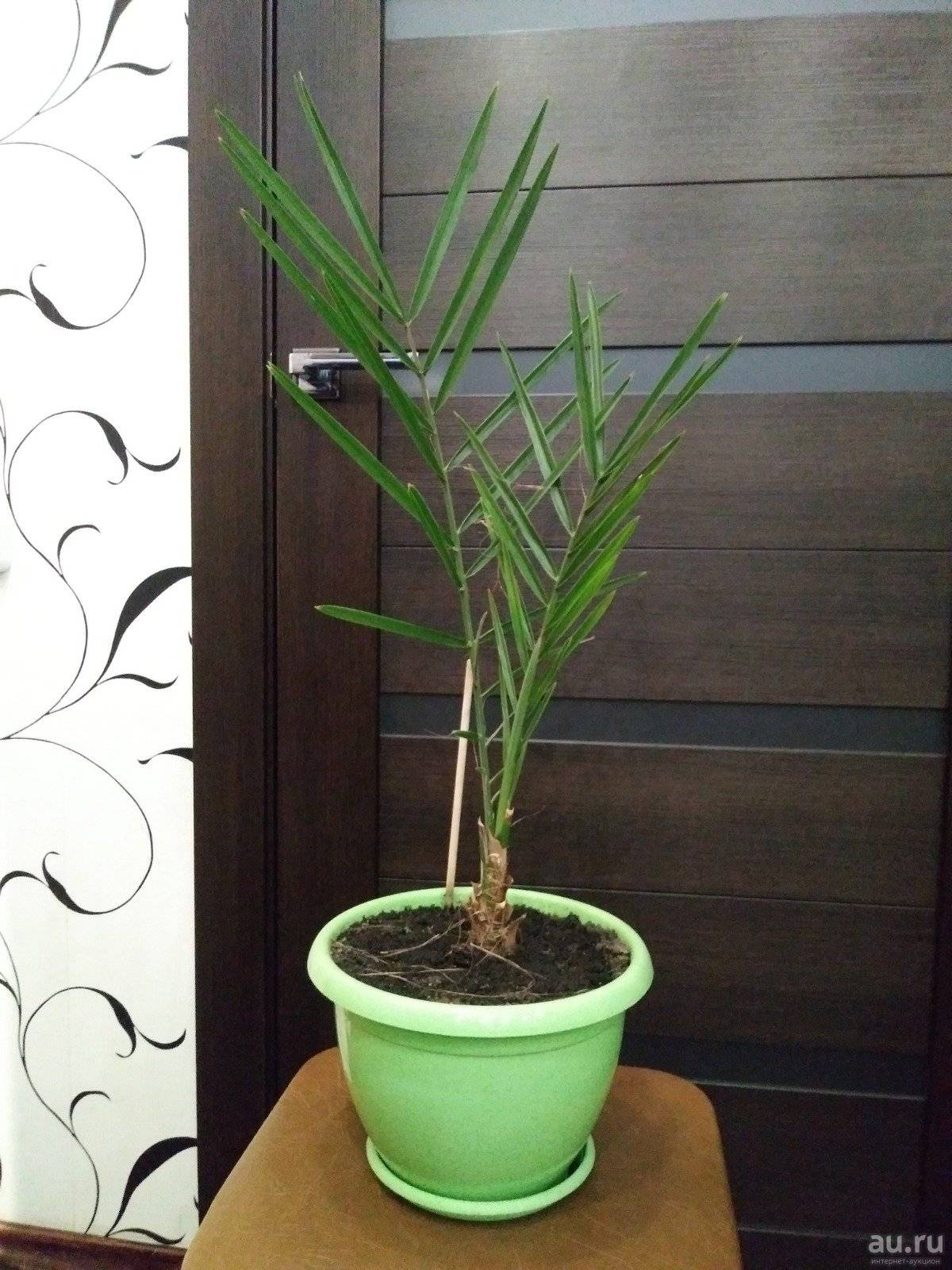 Финиковая пальма из косточки в домашних условиях - это реально? вполне! фото, инструкции selo.guru — интернет портал о сельском хозяйстве