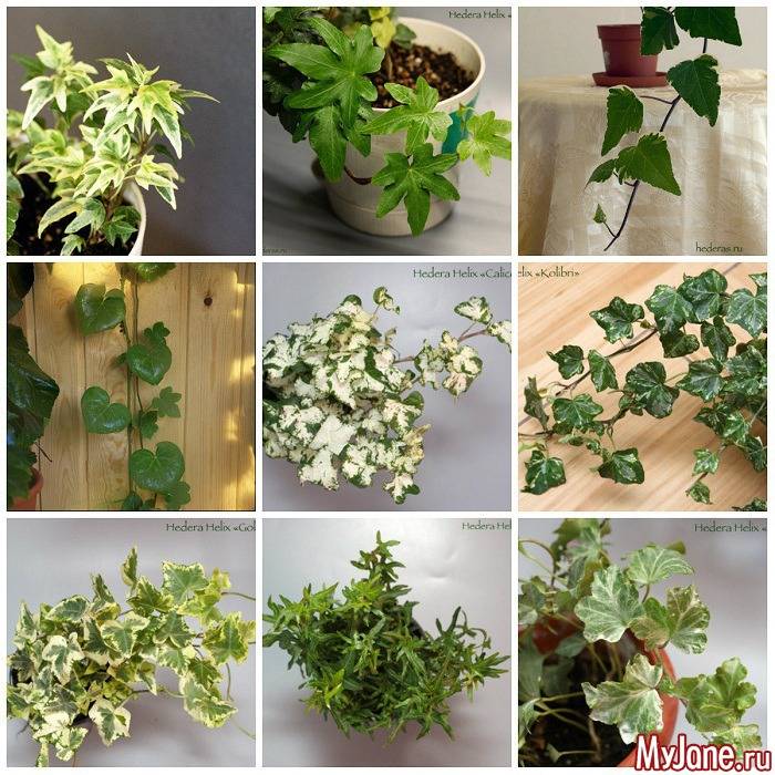 Плющ комнатный: уход в домашних условиях за растением со стелящимися стеблями и темно-зеленой листвой