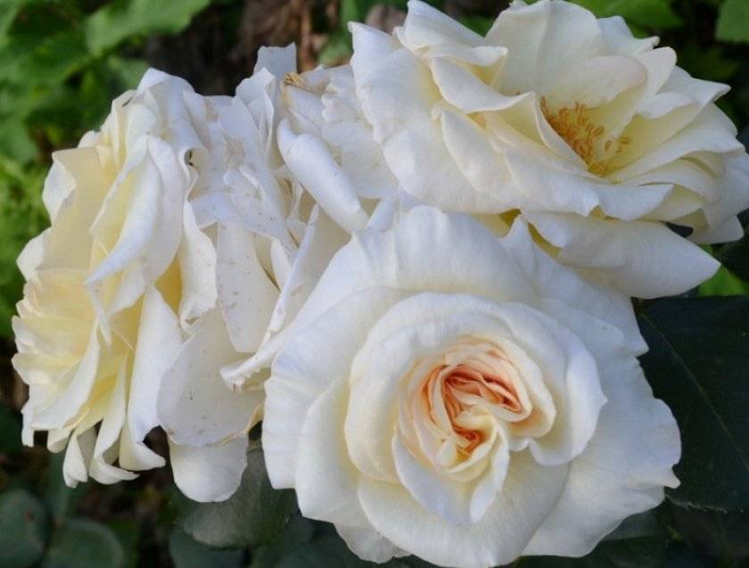 Плетистая роза golden showers (голден шауэрс): фото и описание, отзывы