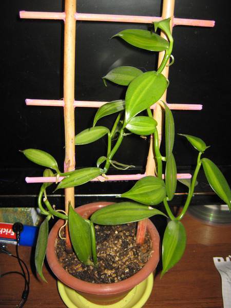 Орхидея ваниль: уход в домашних условиях, размножение