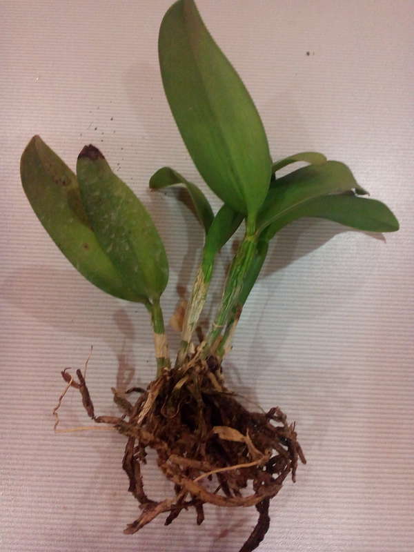 Орхидея каттлея: виды и фото, уход в домашних условиях, размножение и пересадка