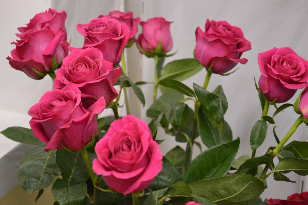 Розы "пинк флоид" (описание сорта, отзывы, уход, фото)