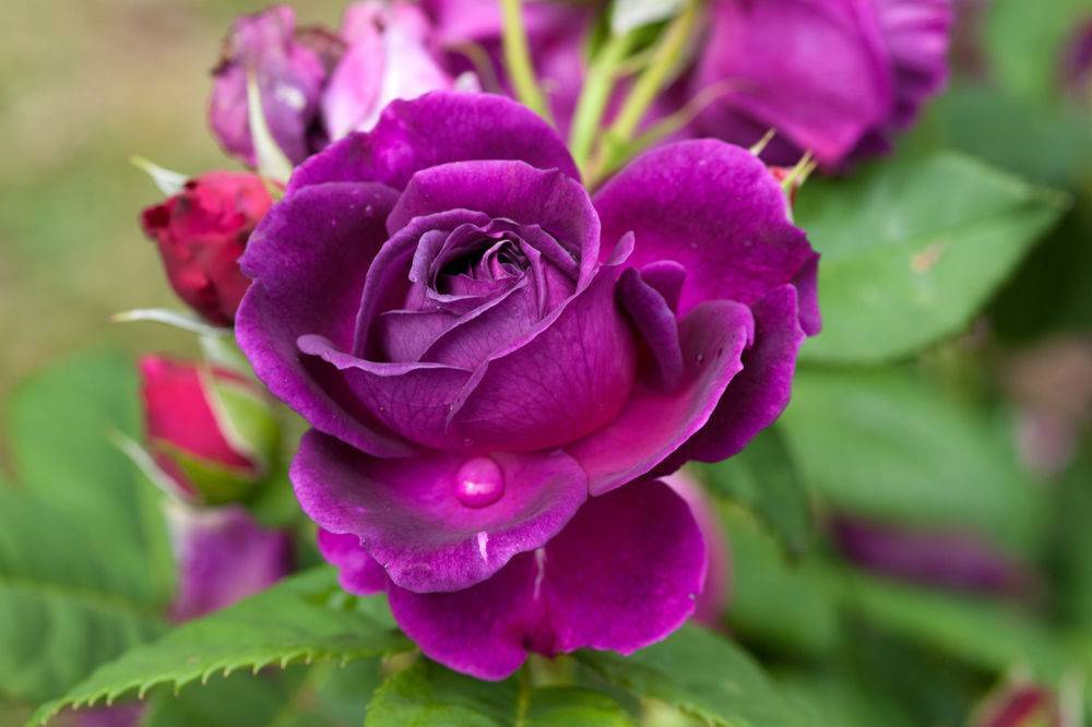 10 лучших сортов роз для выращивания в подмосковье