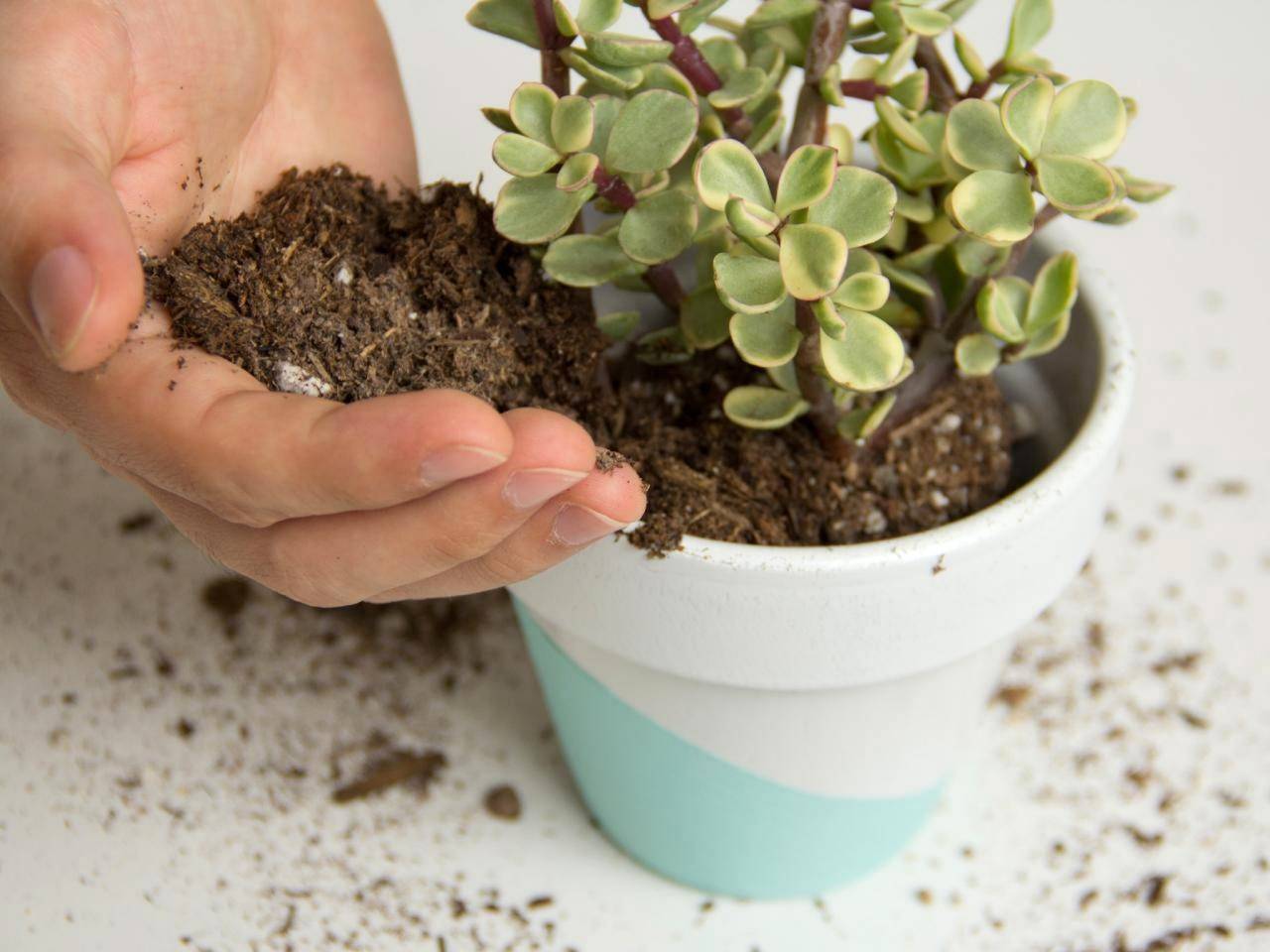 6 простых способов продезинфицировать грунт для комнатных растений