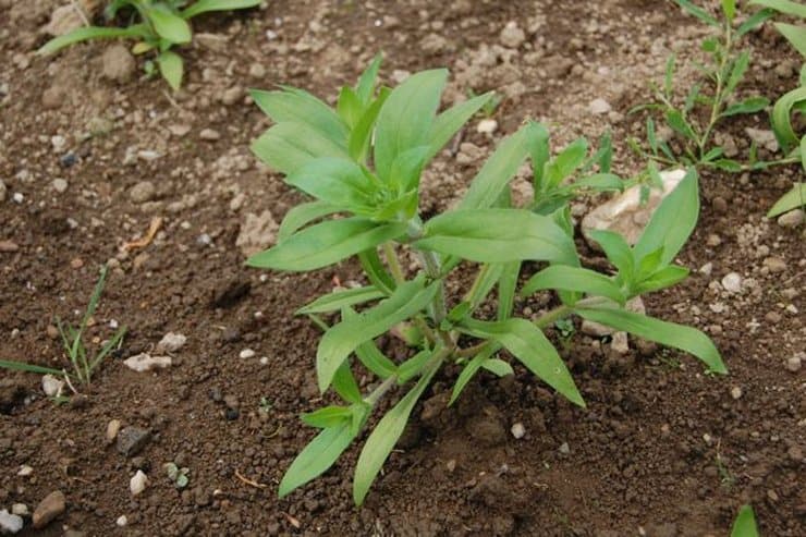 Флоксы однолетние: выращивание из семян, посадка и уход