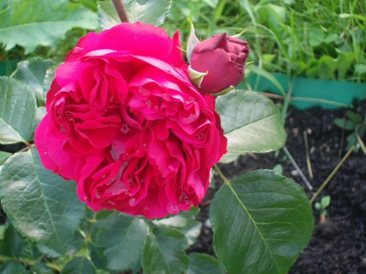Советы по уходу за розами erik tabarly. советы по уходу за розами erik tabarly розы эрик таберли
