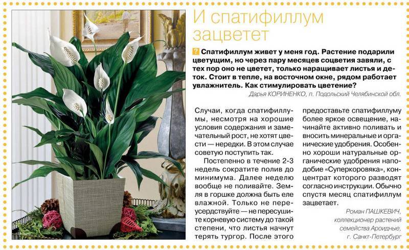 Уход за спатифиллумом в домашних условиях — life-sup.ru
