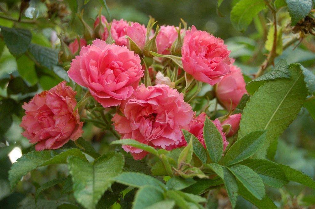 Роза gebruder grimm, особенности сорта, правила посадки и ухода, отзывы