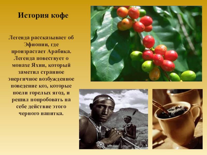 Краткая история кофе: легенды, происхождение, запреты | foodcity-pro