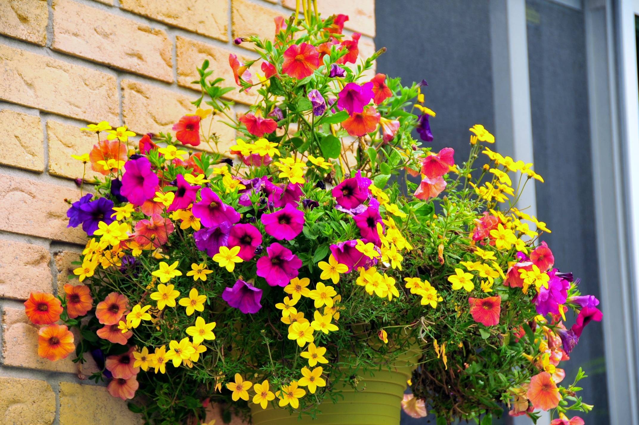 Цветы для балкона цветущие все лето фото и название
