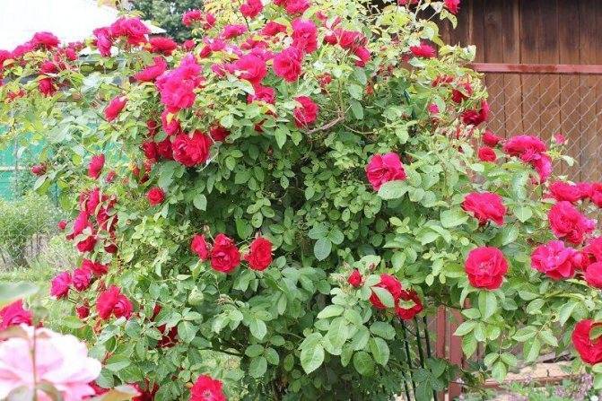 Плетистая роза flammentanz (фламентанц): фото и описание, отзывы