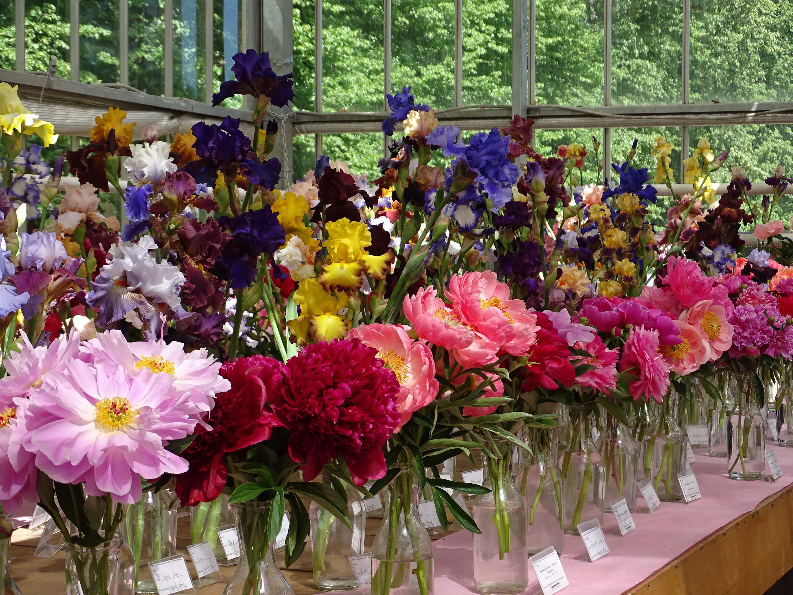 С 6 по 28 июня в ботаническом саду мгу “аптекарский огород” красочная выставка цветов