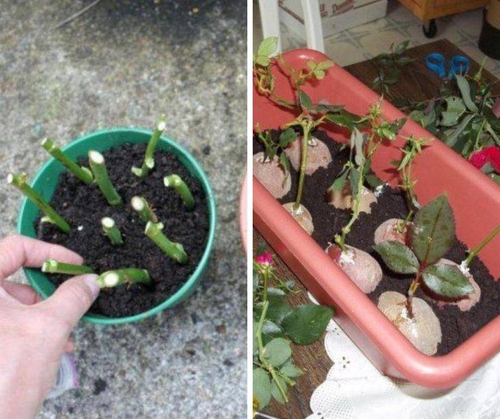 Размножение роз черенками: подробная инструкция — мой садочек