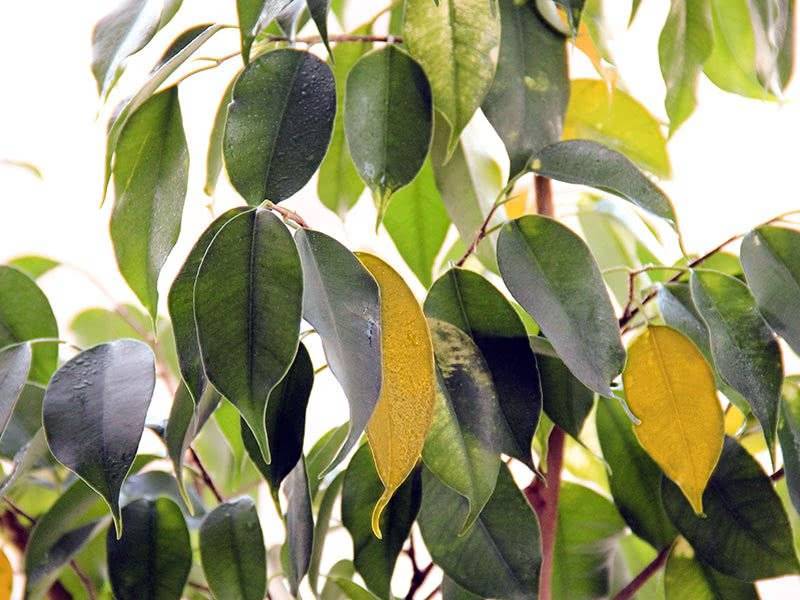 Почему могут желтеть и опадать листья у фикуса бенджамина: болезни, вредители