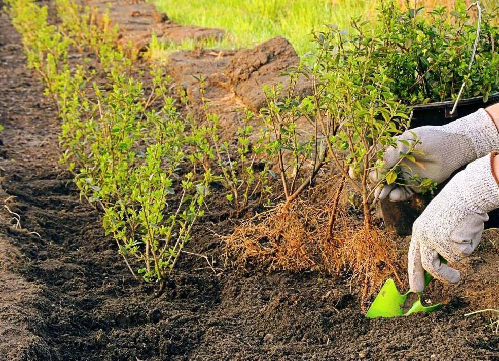 Кустарник барбарис посадка и уход, болезни и удобрения, размножение и выращивание сорта, фото