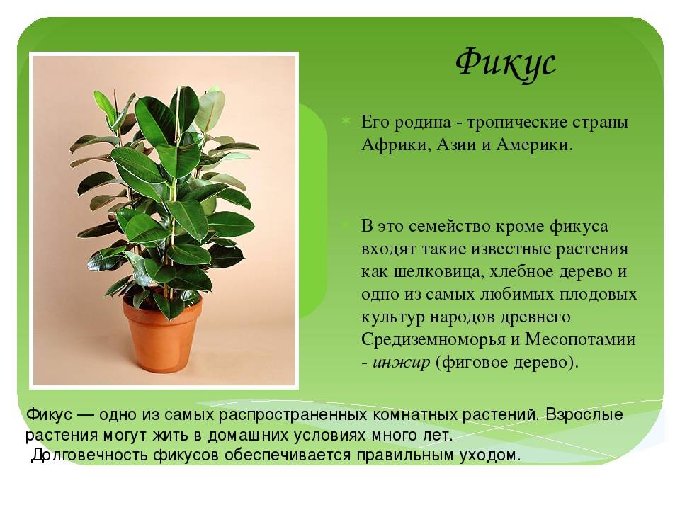 Комнатные растения - фото и названия (каталог)