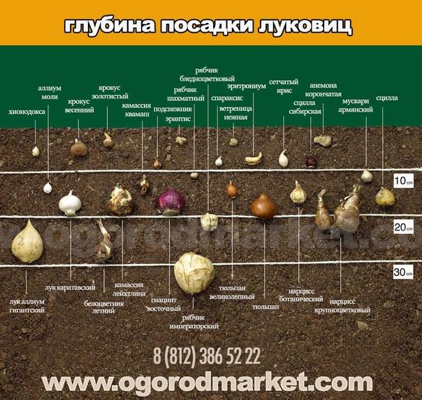 Как вырастить гиацинт в открытом грунте: фото, инструкция