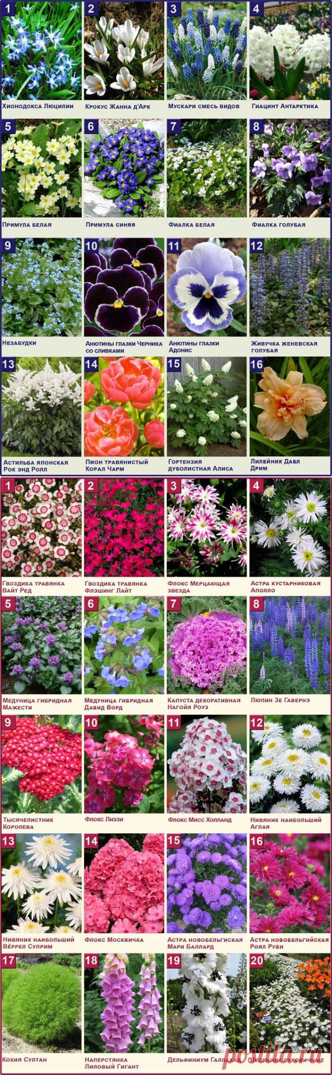 Садовые цветы: фото, названия и описания (каталог)