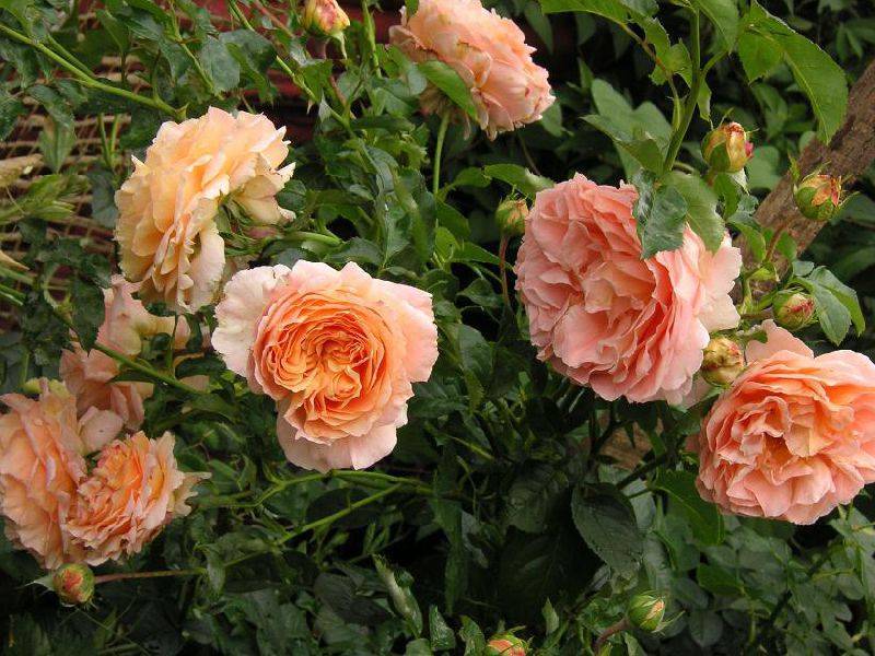 Плетистая роза “полька” с описание, отзывами, правилами ухода и фото