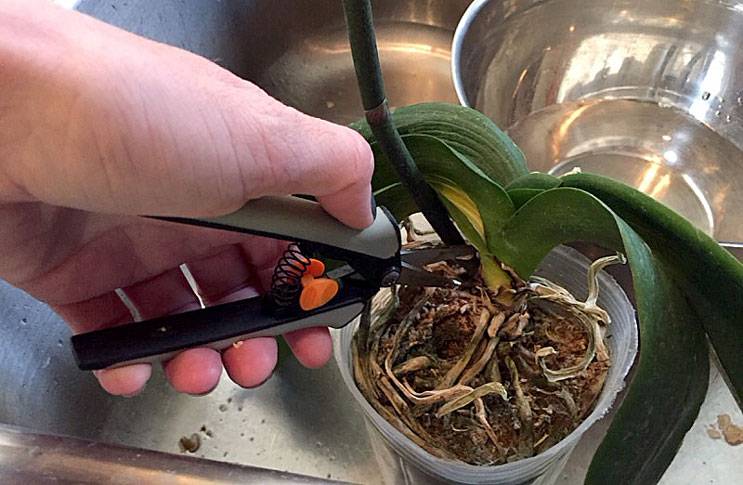 Как пересадить орхидею – пошаговый алгоритм и советы цветоводов