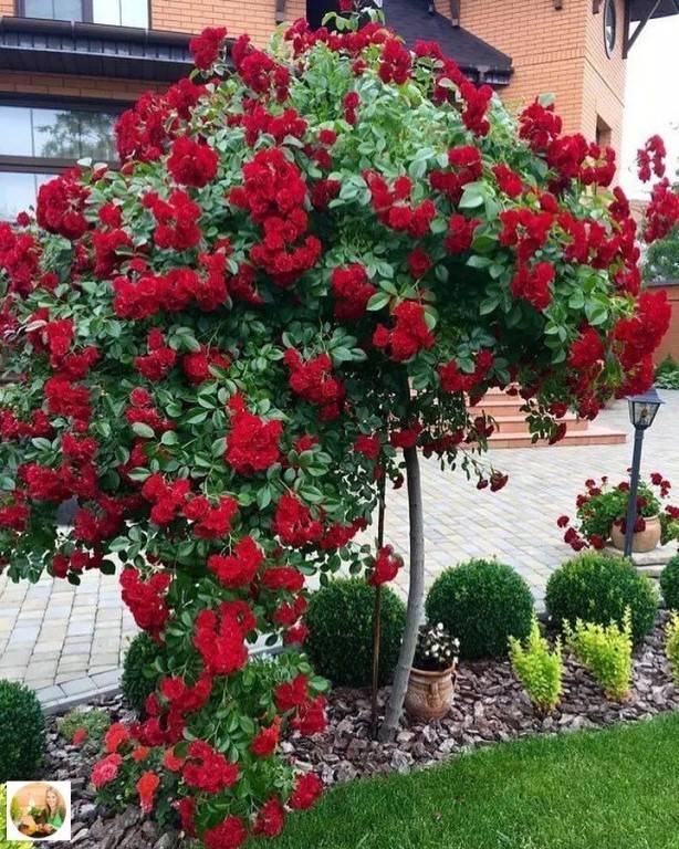 Роза скарлет мейяндекор: фото, описание, отзывы