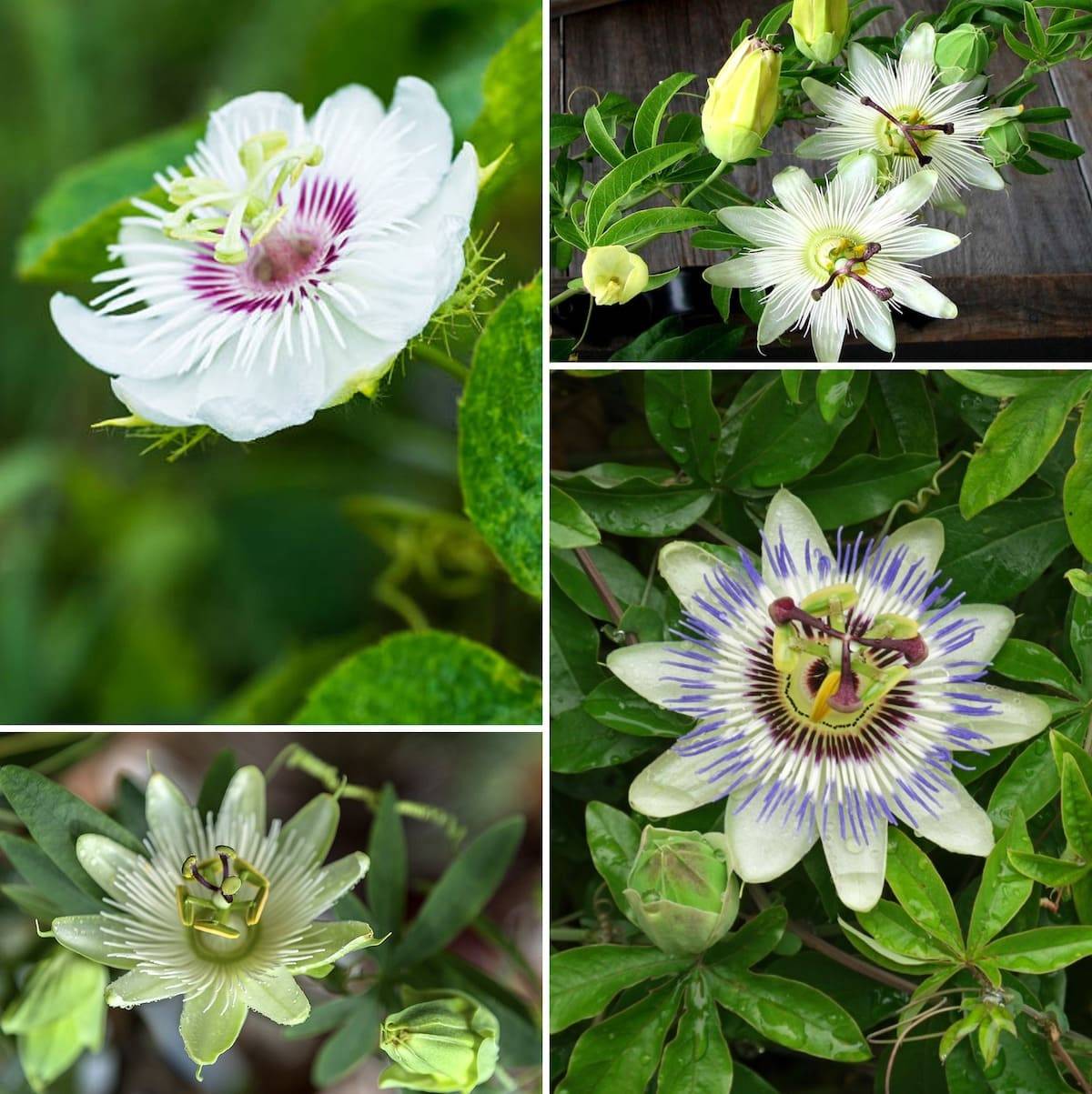 Пассифлора (страстоцвет) — тропический цветок с королевскими запросами