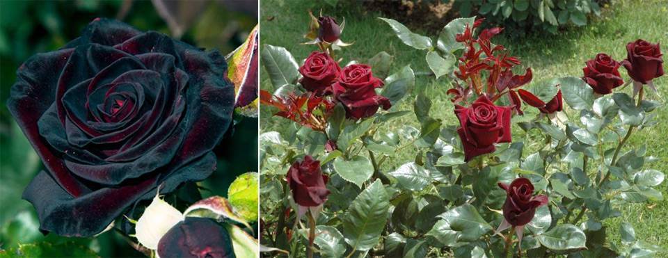 Английские розы — описание, уход, посадка