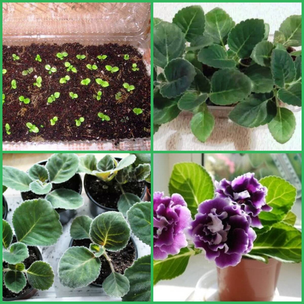 Домашний цветок глоксиния: выращивание и уход, как размножить?