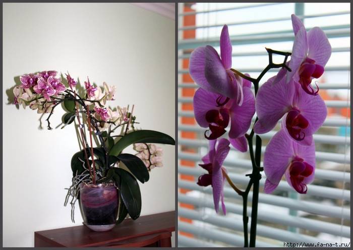Орхидея дома: плохие и хорошие народные приметы и суеверия, можно ли держать цветок в квартире по фен-шуй и где его лучше поставить