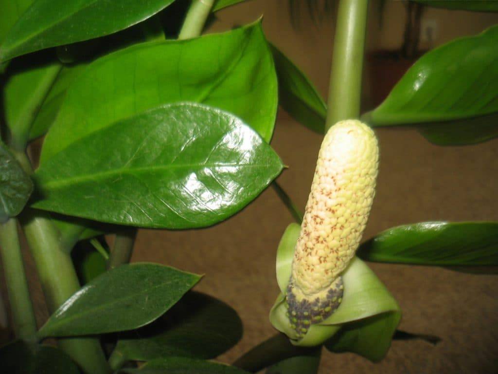 Замиокулькас — «цветок безбрачия»: почему так называют, приметы и суеверия, фото, отзывы