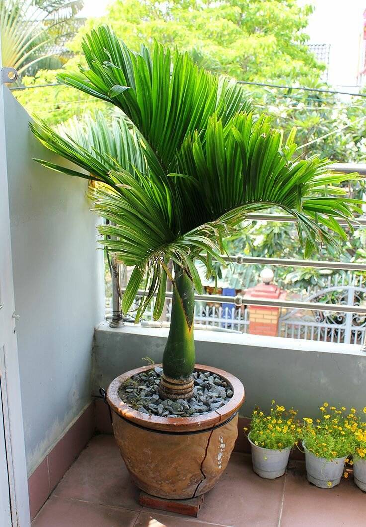 Разновидности домашней пальмы: фото и названия, уход