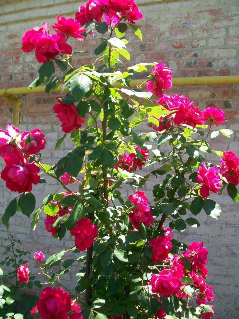 Роза шраб: выращивание и уход в открытом грунте.