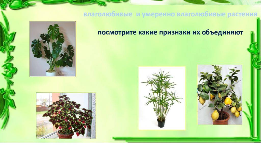 Топ 12 влаголюбивых комнатных растений