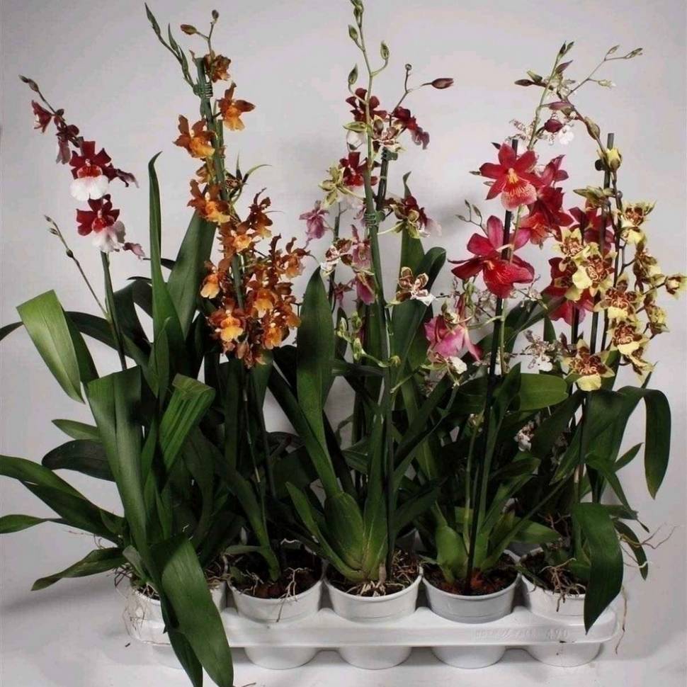 Орхидея камбрия (cambria): содержание и уход в домашних условиях, правила посадки и пересадки дома, виды цветка с фото и что делать сразу после покупки