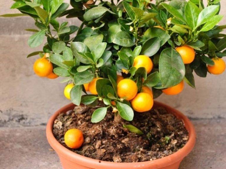 Апельсиновое дерево из косточки в домашних условиях