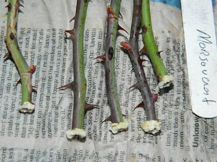 Выращивание роз из черенков в домашних условиях методом бурито