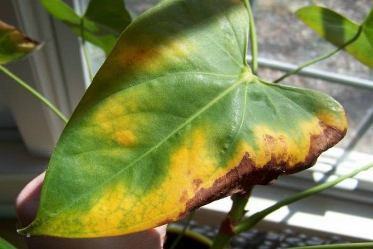 Причины высыхания и почернения цветов и листьев у антуриума: как спасти растение
