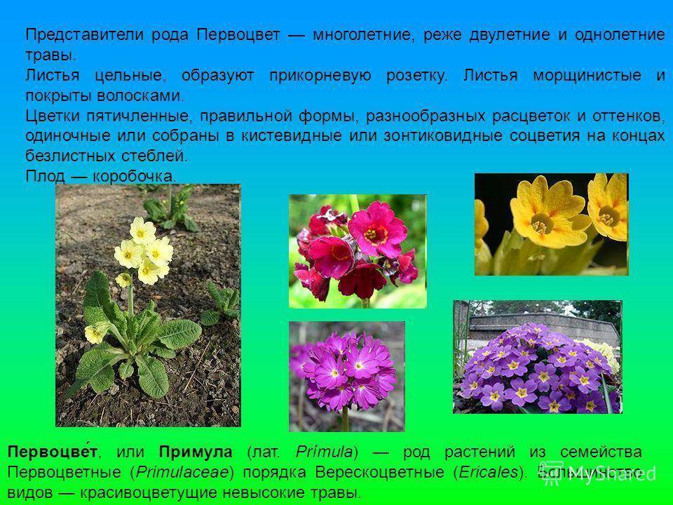 Особенности выращивания многолетних и однолетних цветов анютины глазки в саду
