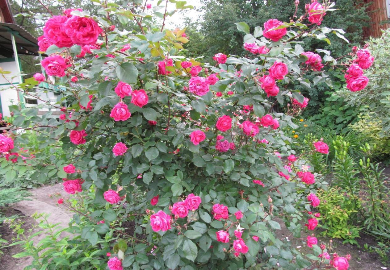 Выращивание сортовой розы катберт грант: уход за канадской парковой культурой