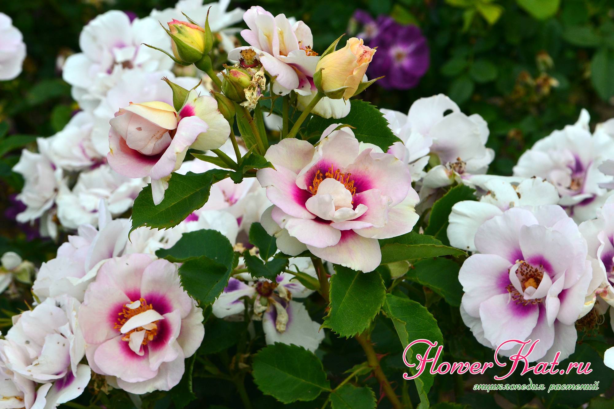 Описание розы флорибунда айс фо ю: что это за сорт, особенности посадки и ухода
