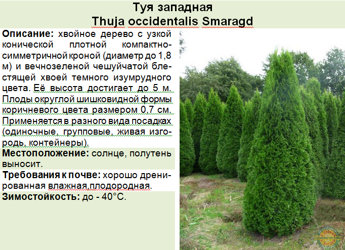 Туи смарагд, даника в ландшафтном дизайне: как красиво посадить, схемы шаровидных туй на клумбах
 - 20 фото