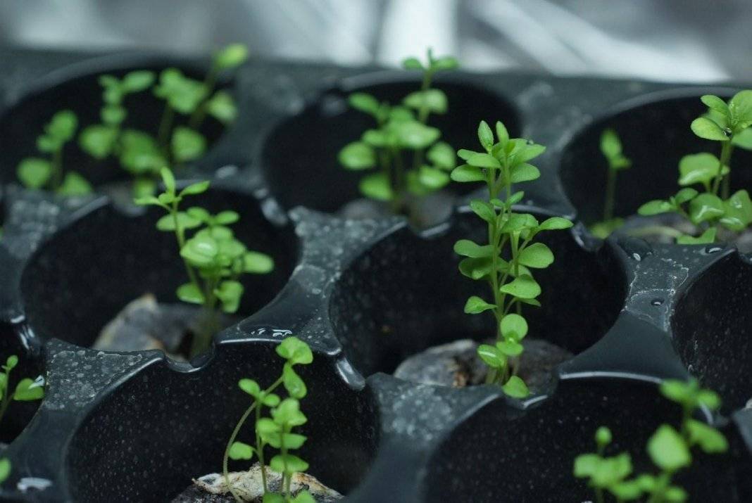 Когда и как сажать лаванду на рассаду: правила выращивания из семян в домашних условиях